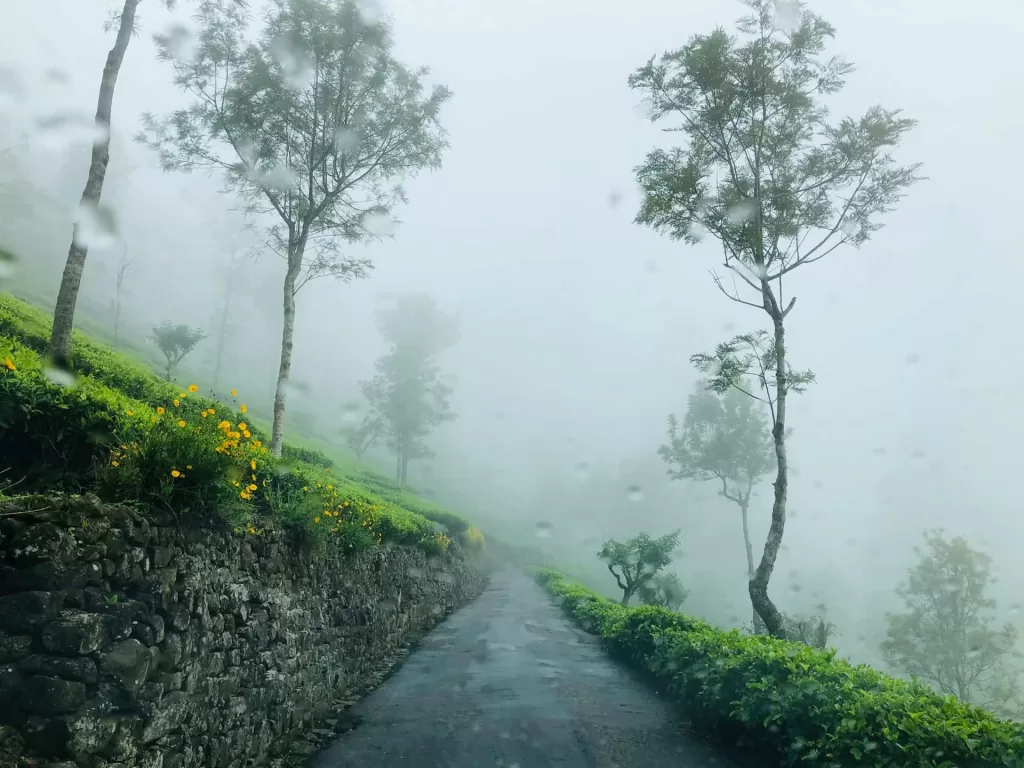 A road with mist in a tea state