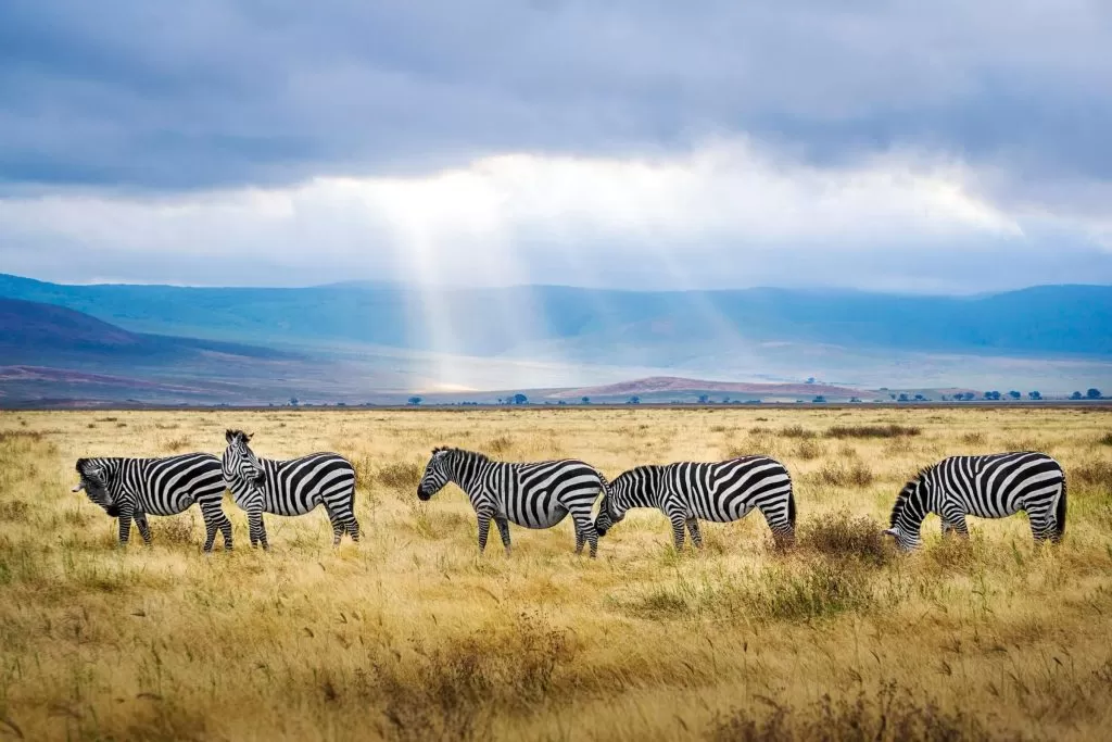 A group of Zebras in Tanzania