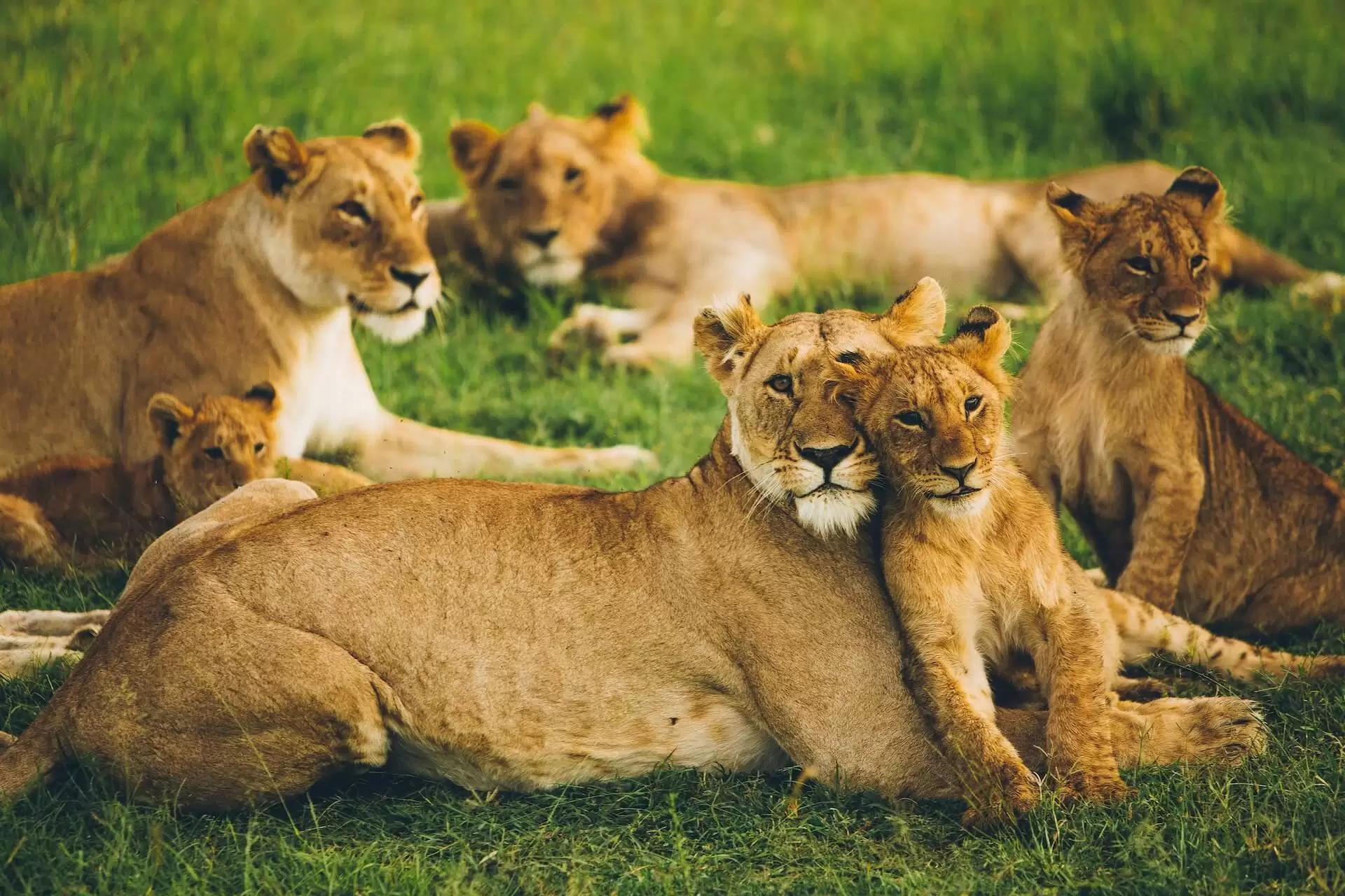 Group of lions with cubs.