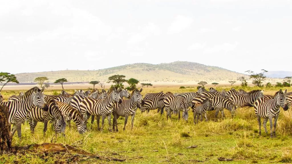 a group of Zebras in Serengeti National Park