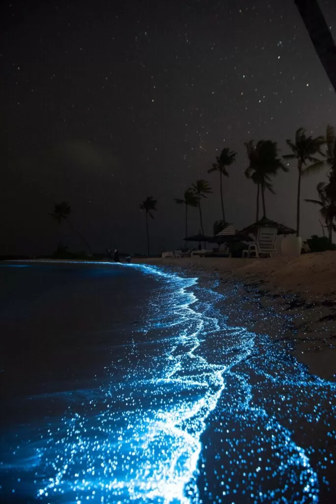 sea stars maldives